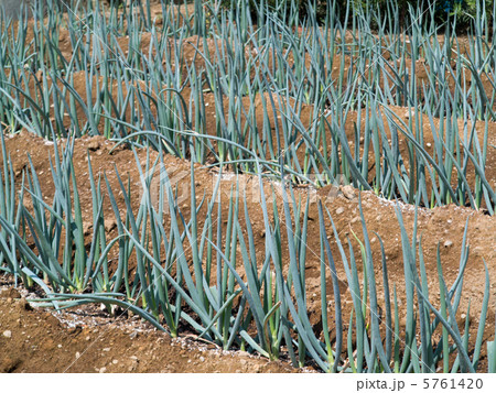 ネギ畑 5761420