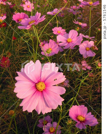 コスモス 5761546
