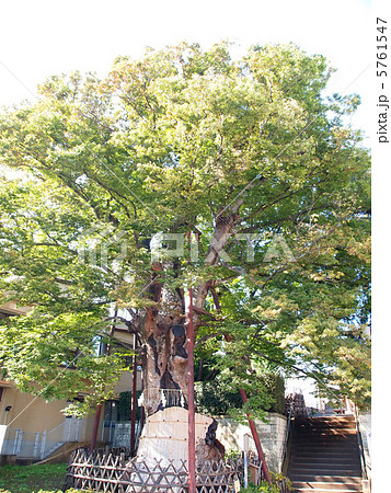 天然記念物　練馬白山神社の大ケヤキ 5761547