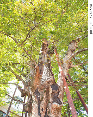 天然記念物　練馬白山神社の大ケヤキ 5761548