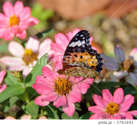 花の蜜を吸うメスのツマグロヒョウモン  5761692