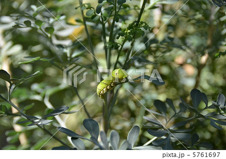 アゲハチョウの幼虫 5761697