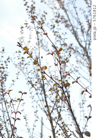 桂の新芽 5761812
