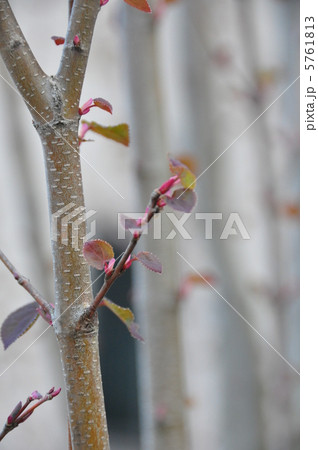 桂の新芽 桂の新芽 5761813