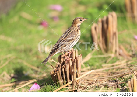 セジロタヒバリ 5762151