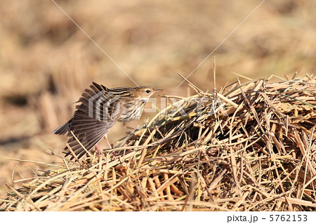 セジロタヒバリ 5762153