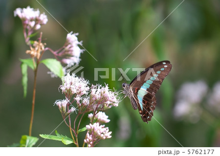 アオスジアゲハ アオスジアゲハ 5762177