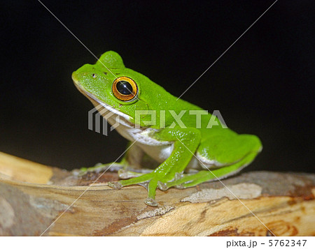 モリアオガエル 5762347