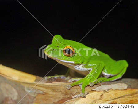 モリアオガエル 5762348