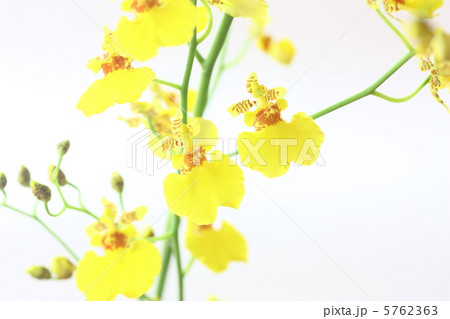 オンシジューム オンシジューム 5762363