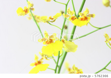 オンシジューム 5762366