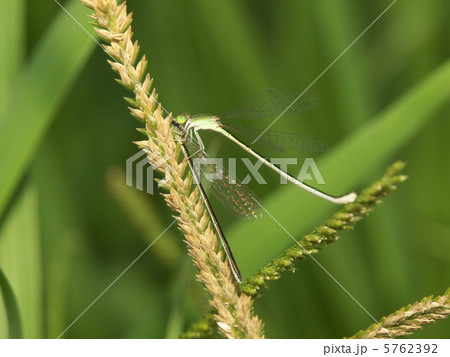 アジアイトトンボの共食い 5762392