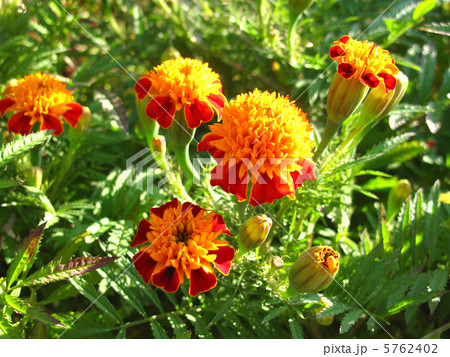 マリーゴールド 5762402