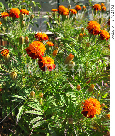 マリーゴールド 5762403