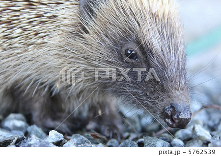ハリネズミ 5762539