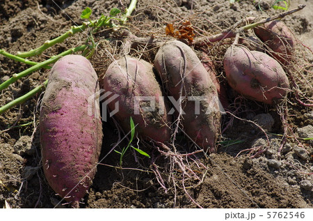 さつまいも 5762546
