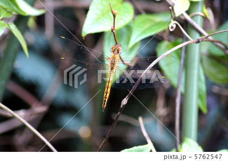 マユタテアカネ（雌）：赤トンボ 5762547