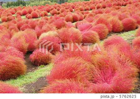 ひるがの高原コキアパークの写真素材