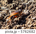 コウロギ 5762682