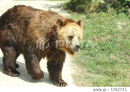 ヨーロッパヒグマ 5762731