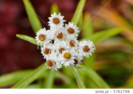 ヤマハハコ 5762798