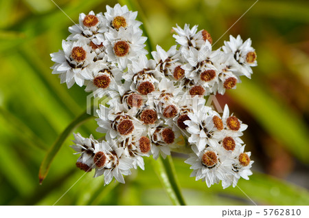 ヤマハハコ ヤマハハコ 5762810