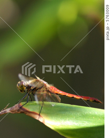 アキアカネ（赤とんぼ） 5763009