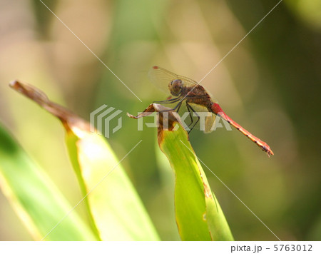 アキアカネ（赤とんぼ） 5763012
