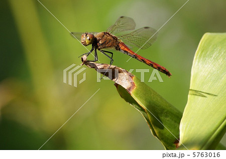 アキアカネ（赤とんぼ） 5763016