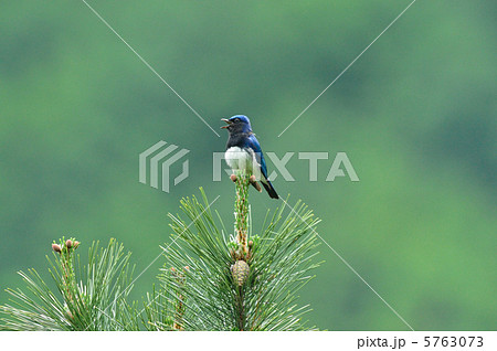 オオルリ 5763073