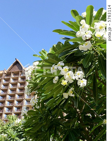 プルメリア プルメリア 5763114