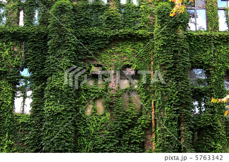 ナツヅタ 5763342