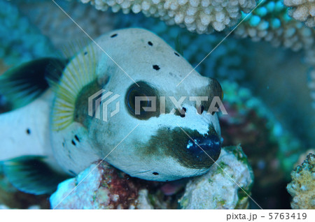 コクテンフグ 5763419