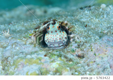 モンツキカエルウオ 5763422