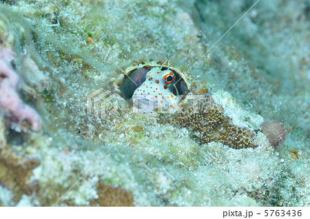 モンツキカエルウオ 5763436