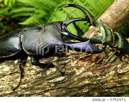 巨大なセレベスオオヒラタクワガタVSエラフスホソアカクワガタの森での戦い 5763471