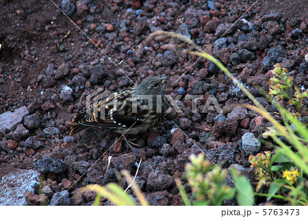 イワヒバリ 5763473