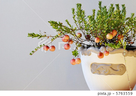 クランベリーの鉢植えの写真素材