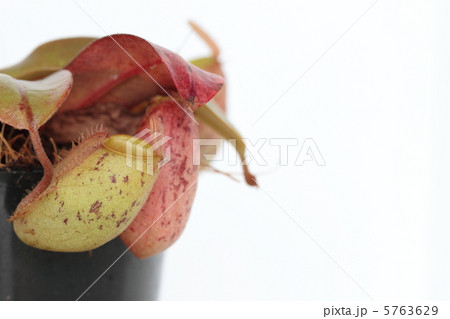 ネペンネス：アンプラリア 5763629