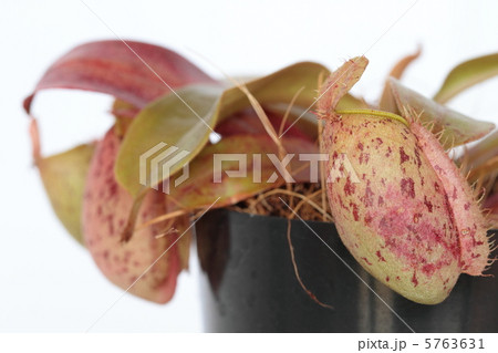 ネペンネス：アンプラリア 5763631