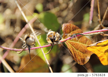 アサガオの種 5763828