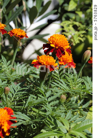 マリーゴールド（タイガーアイ）の花の写真素材 [5763829] - PIXTA