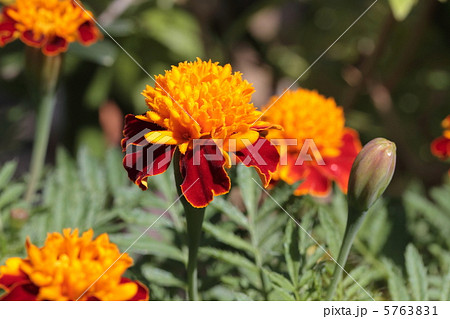 マリーゴールド(タイガーアイ)の花 マリーゴールド(タイガーアイ)の花 5763831