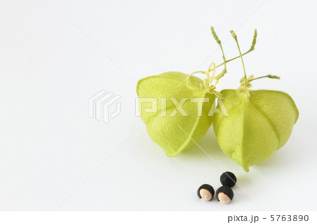 風船かずら 5763890