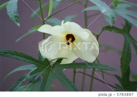 おくらの花 5763897