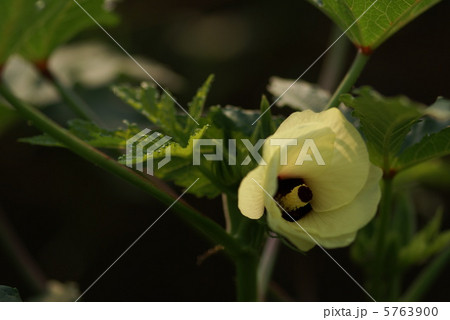 おくらの花 おくらの花 5763900