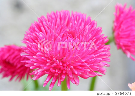 ピンクのデージーの花のアップ ピンクのデージーの花のアップ 5764073