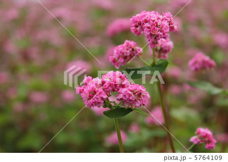 赤そばの花 5764109