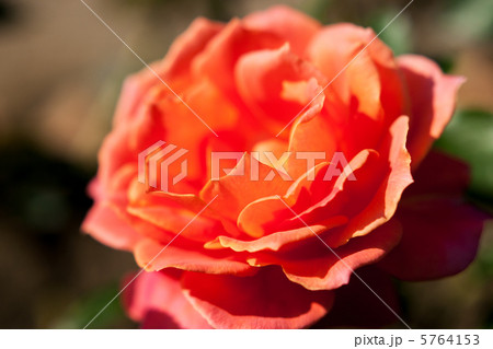 バラ「ディズニーランドローズ」 バラ「ディズニーランドローズ」 5764153