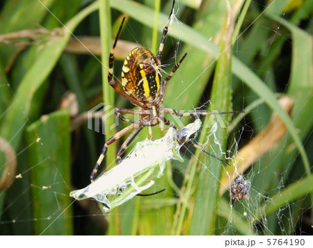 ナガコガネグモがバッタを捕食中 5764190